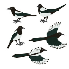 Naklejka na meble vector drawing birds, hand drawn magpie, isolated nature design element