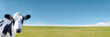 青空と緑の牧場を背景にカメラ目線の仔牛のクローズアップ