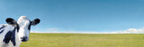Fototapeta  - 青空と緑の牧場を背景にカメラ目線の仔牛のクローズアップ