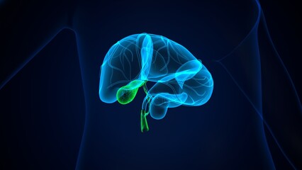 Wall Mural - human pancreas,liver,stomach and gallbladder anatomy system. 3d render