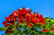 Red Flame Tree Flowers Honolulu Oahu Hawaii