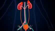 Human Kidney Anatomy. 3d Illustration 