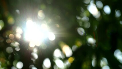 Wall Mural - Bokeh of blurred   tree with sunray, in the morning  Chiangmai Thailand.