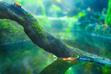 Canvas Print - Branches, worms, and small streams with cool vapor above the water surface