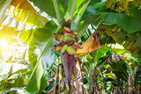 Bananas tree garden. bananas are emerging from the banana flower.