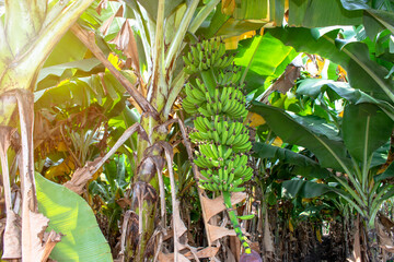 Wall Mural - Bananas tree garden. bananas are emerging from the banana flower.