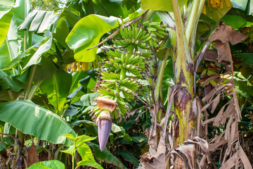 Sticker - Bananas tree garden. bananas are emerging from the banana flower.