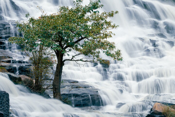 Wall Mural - beautiful waterfall in lush tropical green forest. nature landscape. mae ya waterfall is situated in