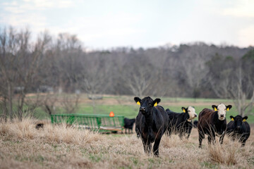 Wall Mural - Beef cattle in Alabama winter pasture