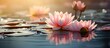 Lotus flower in water with sunlight, colored pink.