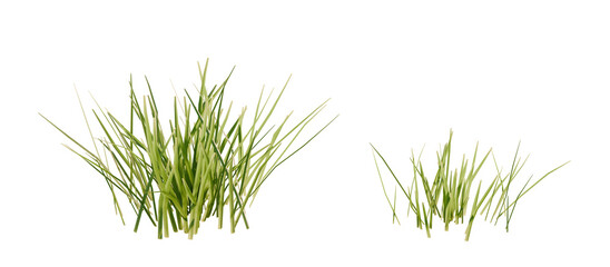 Fototapete - Bunches of grass on a transparent background. 3D rendering.	

