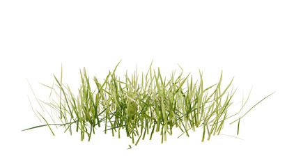 Fototapete - Bunches of grass on a transparent background. 3D rendering.	
