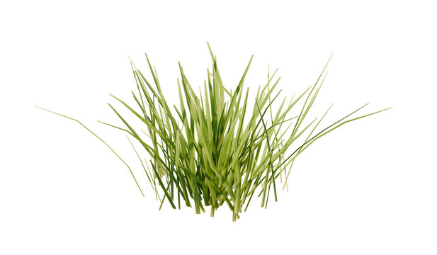 Bunches of grass on a transparent background. 3D rendering.	

