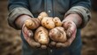 Farmer and harvest concept,Potatoes in dirty farmer's hands, 