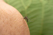Aedes albopictus ingests human blood