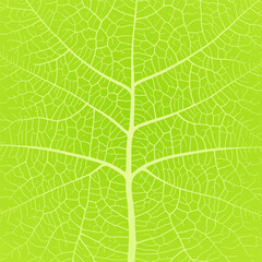 Wall Mural - leaf vein texture abstract background with close up plant leaf cells ornament texture pattern.