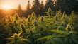 cannabis plants in a field at sunset