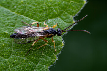 Poster - ichneumon flies in the wild state