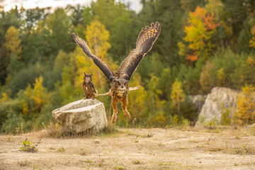 Wall Mural - the great eagle owl (bubo bubo) is a large species of owl in the strigidae family. it is the largest