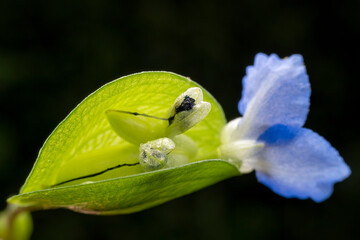 Sticker - Commelina communis flower in the wild state