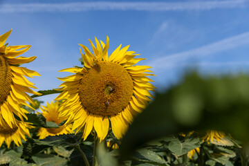 Wall Mural - high-yielding field with yellow sunflower flowers, pollination