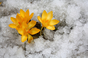 Poster - The first yellow crocuses in the spring garden