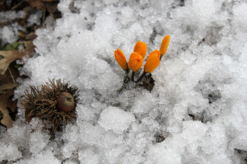 Poster - The first yellow crocuses in the spring garden