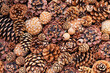 © Westend61 - Full frame of various pine cones and gumnuts
