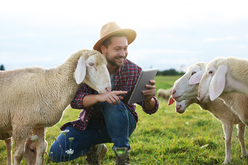 Poster - Smiling man with tablet and sheep on pasture at farm