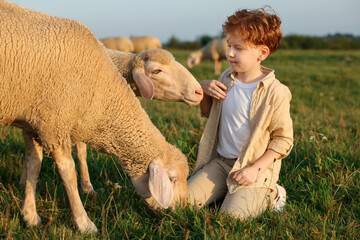 Poster - Boy with sheep on pasture. Farm animals