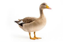 Duck Isolated On White Background