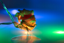 Golden Berry, Colorful Cape Gooseberry Physalis Fruit Ground Cherry Organic, Isolated On Colored Background With Lights