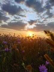 Poster - sunset over the field