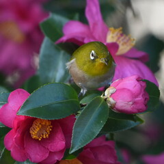 Wall Mural - white eye on a camellia flower