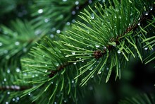 Close Up Shot Of Pine Tree Branch With Water Droplets On It Made With AI 