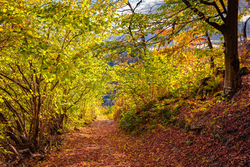 Sticker - Colorful picture of fantastic autumn forest. Amazing  morning scene of Carpathian woodland. Trekking in mountains at October. Beauty of nature concept background.