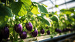 Growing organic eggplants in a greenhouse on the farm. Healthy vegetables concept. Generative AI