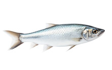 Herring Fish Isolated On Transparent Background.