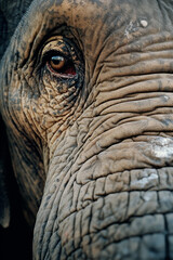 Poster - Hyperrealistic portrayal of a wise and weathered elephant, capturing the texture of its wrinkled skin and expressive eyes in remarkable detail.