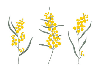 Simple hand drawn golden wattle branches set. National botanical symbol of Australia isolated on white background