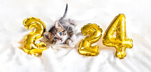 Christmas Card Cat 2024, Kitty With Gold Foil Balloons Number 2024 New Year, Striped Kitten On Christmas Festive White Background.