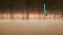 Serene Heron In The Misty Ciudad Real Wetlands