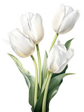 Fototapeta Tulipany - White watercolor tulips isolated on white background