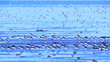 Migratory birds flocking at a coastal wetland