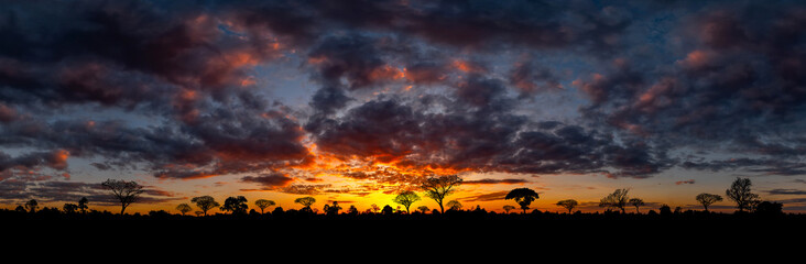 Wall Mural - Panorama silhouette tree in africa with sunset.Tree silhouetted against a setting sun.Dark tree on open field dramatic sunrise.Typical african sunset with acacia trees in Masai Mara, Kenya.Open field.