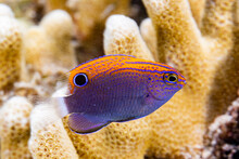 An Adult Speckled Damsel (Pomacentrus Bankanensis), Off The Reef On Wohof Island, Raja Ampat, Indonesia, Southeast Asia