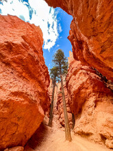 Huge Trees Growing In A Slot Canyon In Bryce Canyon National Park, Utah