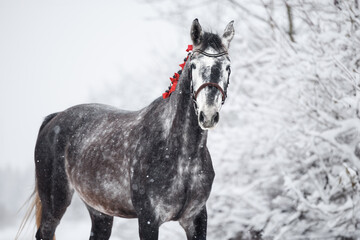 Wall Mural - grey horse with red ribbons in mane outdoors in winter, close up portrait