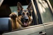 German Shepherd Dog Sticking Head Out Driving Car Window 