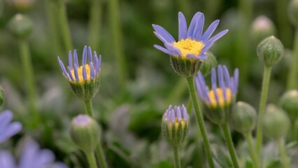 Wall Mural - 4K Time Lapse of beautiful blue Felicia flowers opening. Felicia flowers or blue daisy bush during their cycle blossoms.